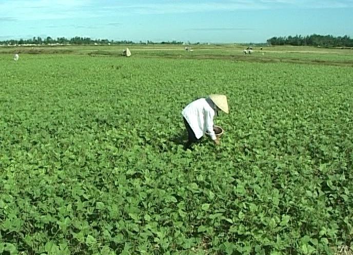 Vĩnh Giang: Xây dựng tiêu chuẩn chất lượng 5 sao cho sản phẩm đậu xanh